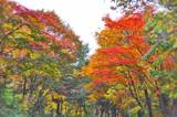 紅葉谷の紅葉